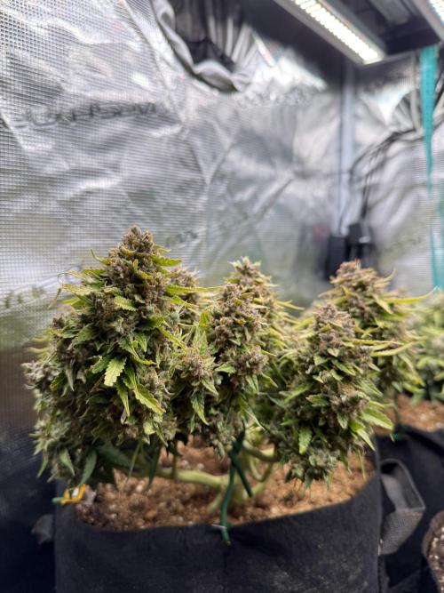 Watemelon Spirit Seeds auto. Week 14