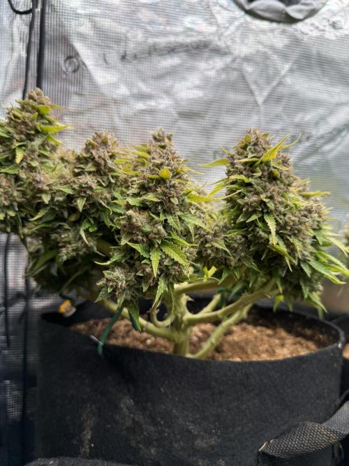Watemelon Spirit Seeds auto. Week 14