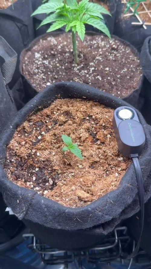 Runtz Auto. Week 1
