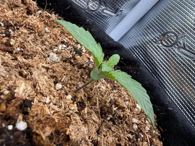 Runtz auto 2. Week 1 - begining day 5