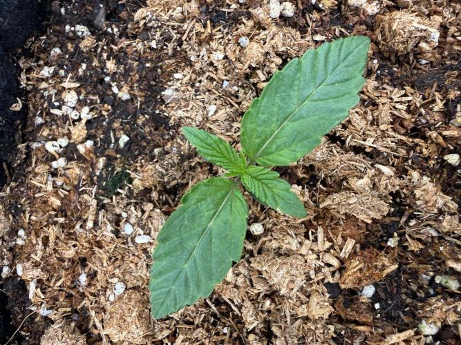 Runtz Auto. Week 1