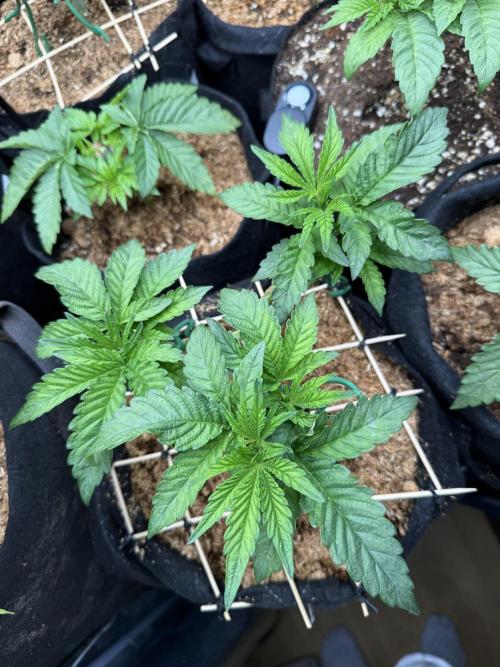 Lemon Cherry Gelato. Week 6