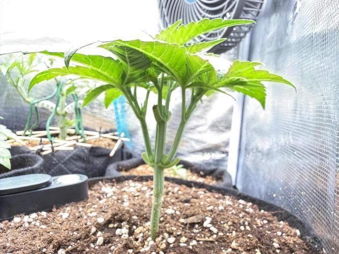 all eyes on weed. Week 3
