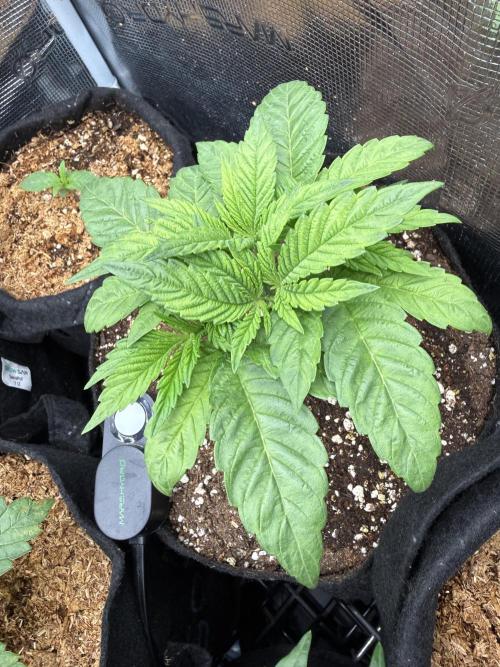 all eyes on weed. Week 3