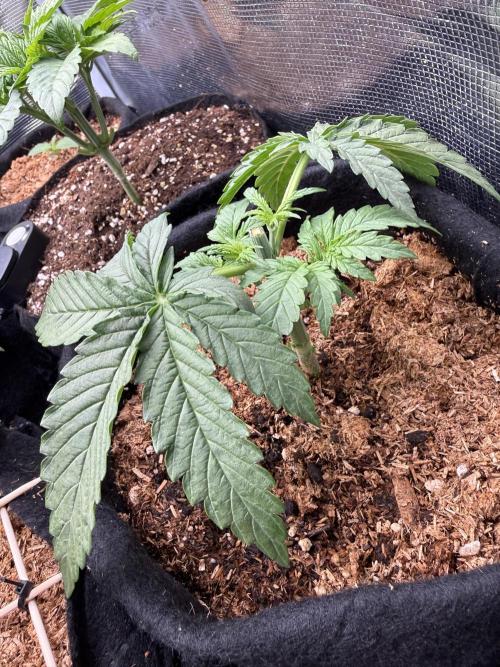 Northern lights auto Spirit Seeds. Week 2
