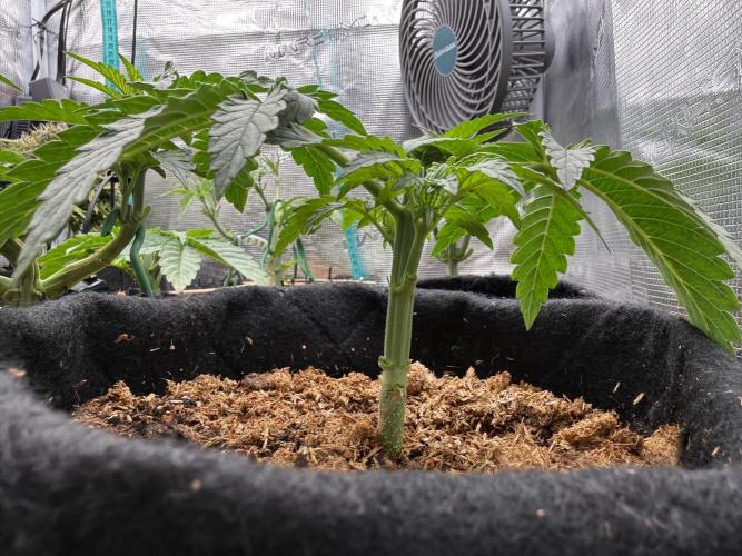 Northern lights auto Spirit Seeds. Week 2