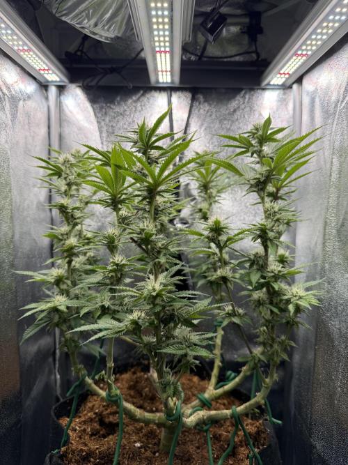 Primera fotopereodica GG4#. Week 11