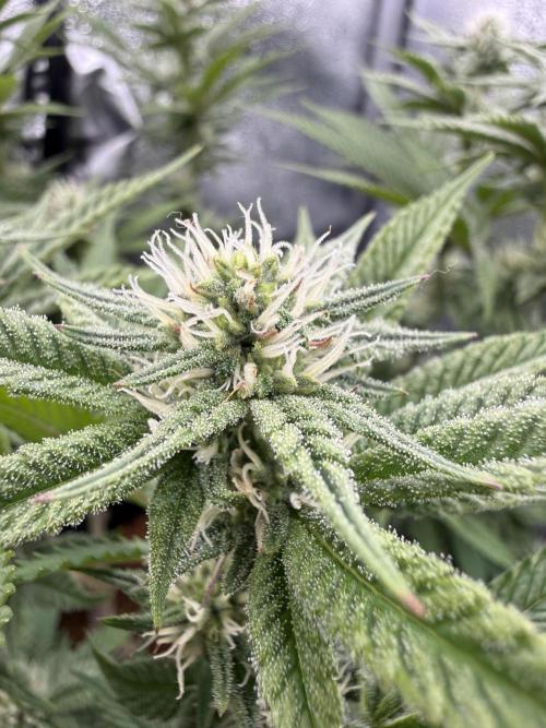 Primera fotopereodica GG4#. Week 11