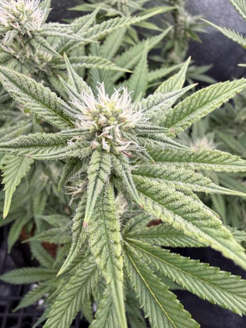 Primera fotopereodica GG4#. Week 11
