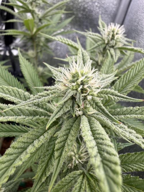 Primera fotopereodica GG4#. Week 11