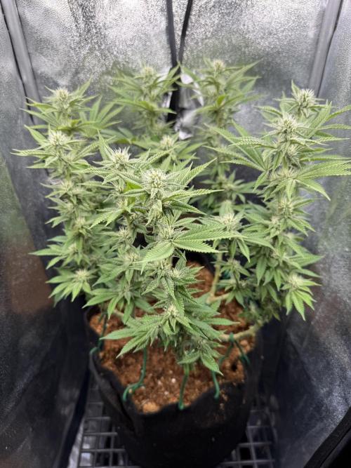 Primera fotopereodica GG4#. Week 11