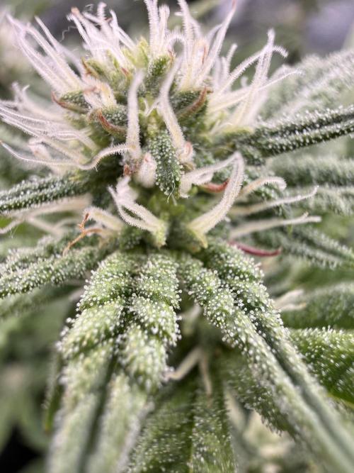 Primera fotopereodica GG4#. Week 11