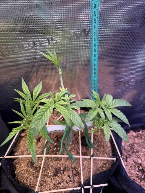 Lemon Cherry Gelato. Week 7