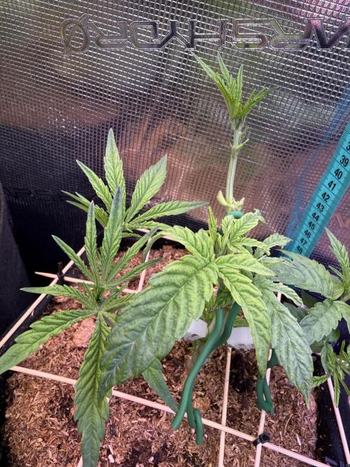 White Russian Runtz). Week 5