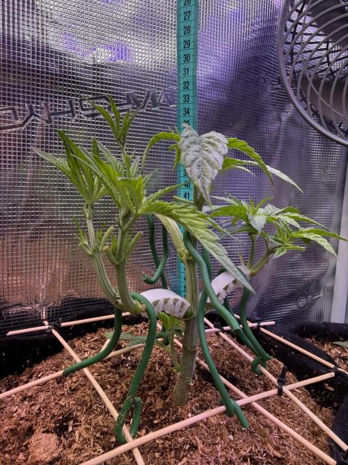 White Russian Runtz). Week 5
