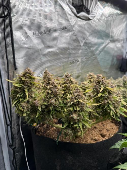 Watemelon Spirit Seeds auto. Week 15