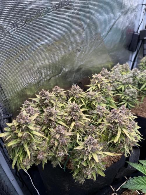 Watemelon Spirit Seeds auto. Week 15