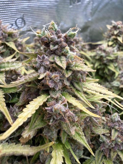 Watemelon Spirit Seeds auto. Week 15