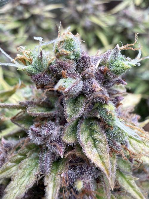 Watemelon Spirit Seeds auto. Week 15