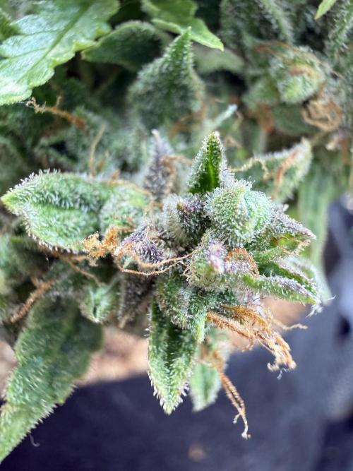 Watemelon Spirit Seeds auto. Week 15