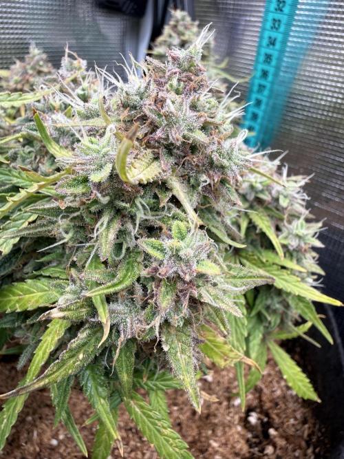 La semilla de mi hijo.My sons choice. Week 11