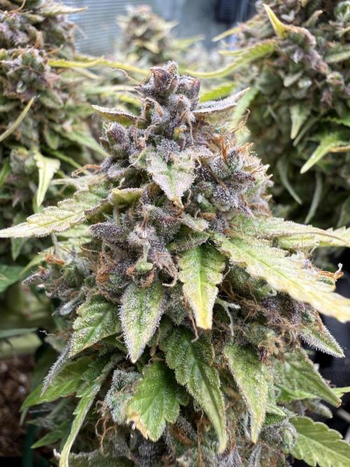 Watemelon Spirit Seeds auto. Week 15