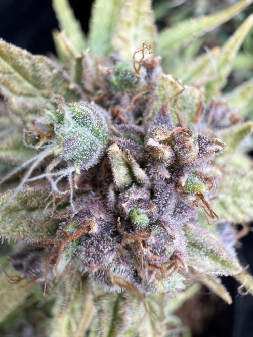 Watemelon Spirit Seeds auto. Week 15