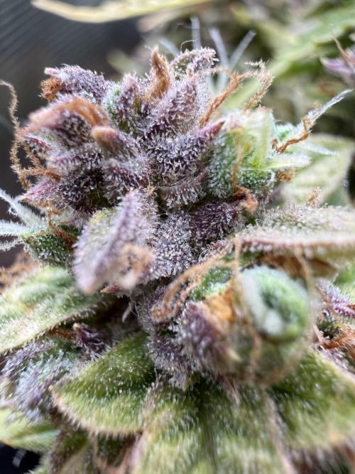 Watemelon Spirit Seeds auto. Week 15