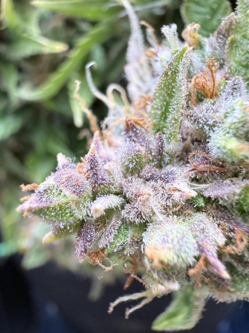 Watemelon Spirit Seeds auto. Week 15