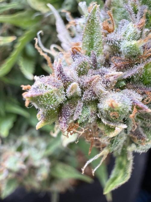 Watemelon Spirit Seeds auto. Week 15
