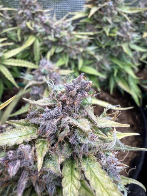 Watemelon Spirit Seeds auto. Week 15