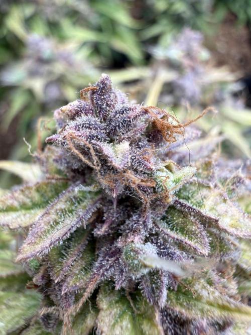 Watemelon Spirit Seeds auto. Week 15