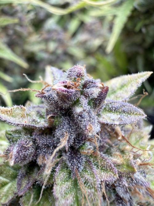 Watemelon Spirit Seeds auto. Week 15