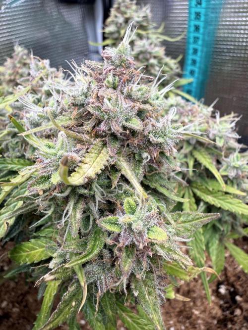 La semilla de mi hijo.My sons choice. Week 11