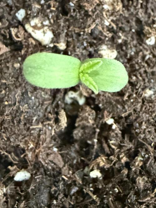 Outdoor experience GG4#. Week 1 - end of first day of sun