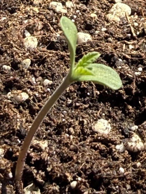 Outdoor experience GG4#. Week 1 - good morning day 2