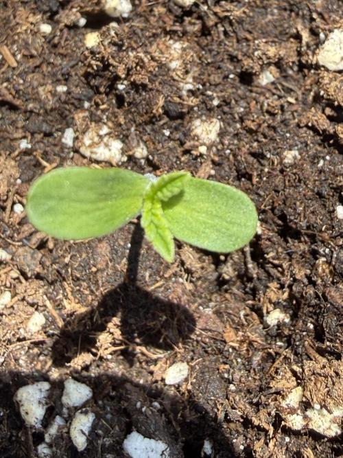 Outdoor experience GG4#. Week 1 - buenas dias al dia 2