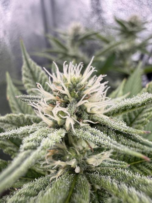 Primera fotopereodica GG4#. Week 12 - buen empeso del quarta semana