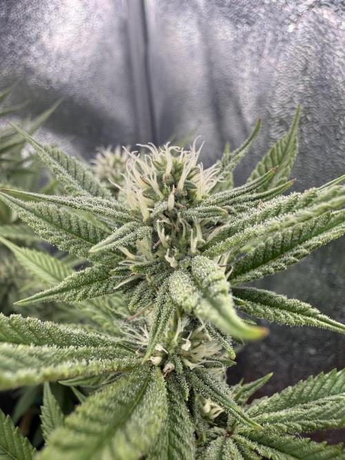 Primera fotopereodica GG4#. Week 12