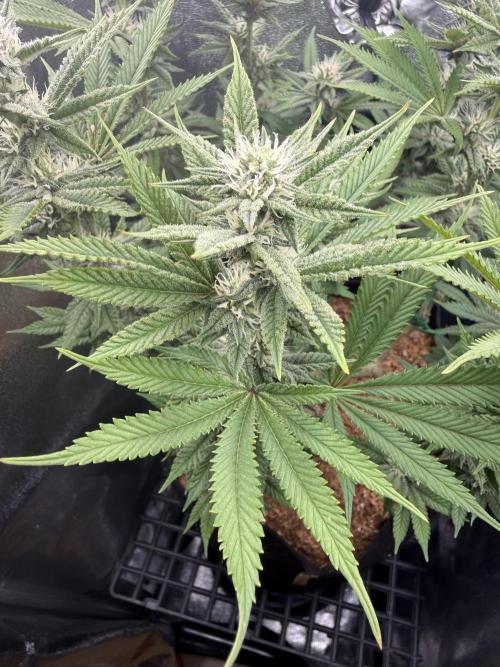Primera fotopereodica GG4#. Week 12