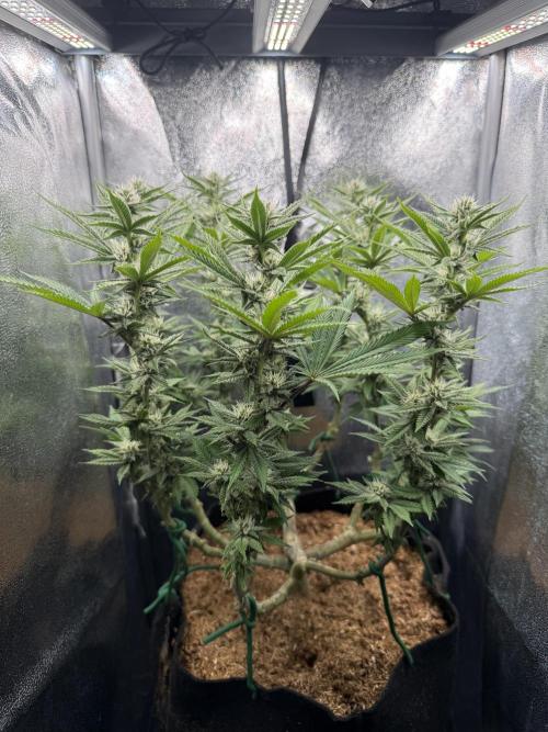 Gorilla Glue 4#. Week 12