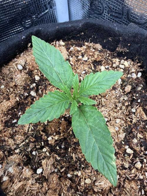 Runtz auto 2. Week 1 - ending day 5