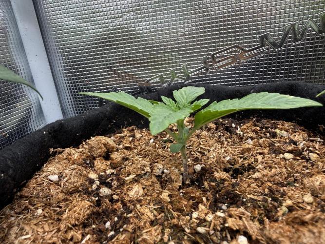 Runtz Auto. Week 1