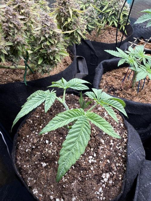 all eyes on weed. Week 4