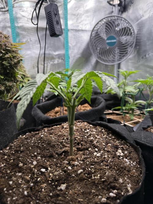 all eyes on weed. Week 4