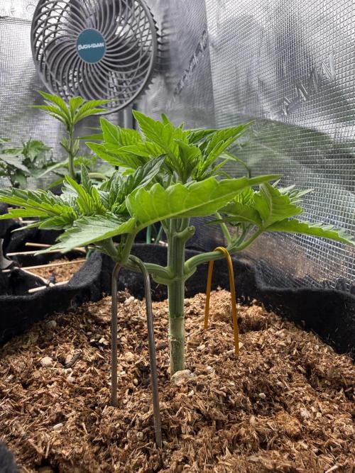 Time to experiment my theory on auto. Week 2