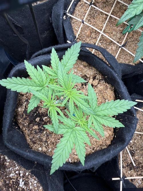 Northern lights auto Spirit Seeds. Week 2