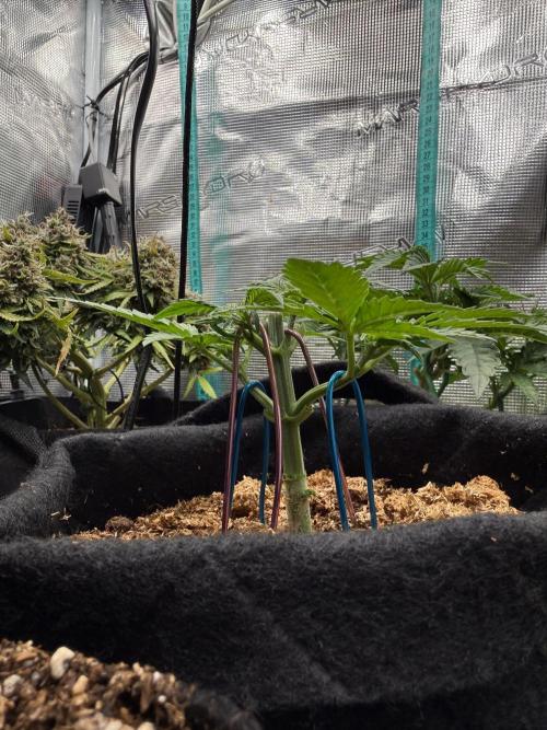 Northern lights auto Spirit Seeds. Week 2