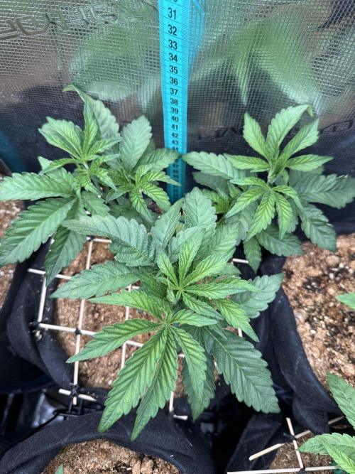LCG 4U&4Me. Week 7