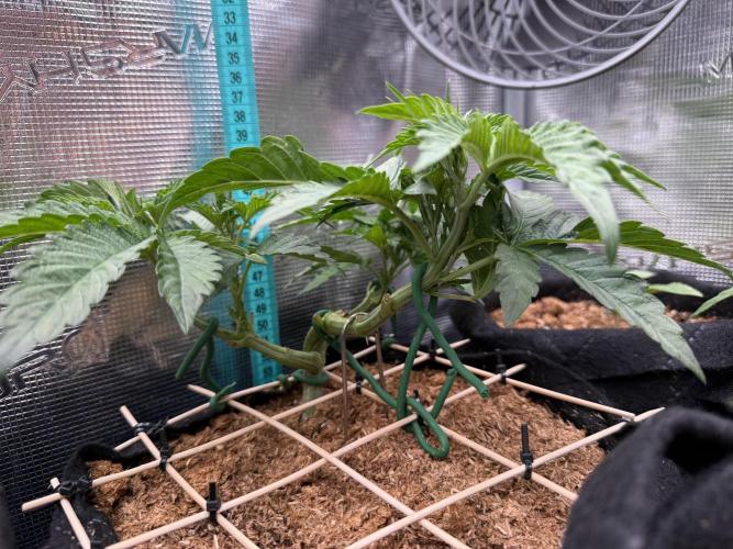Lemon Cherry Gelato. Week 7
